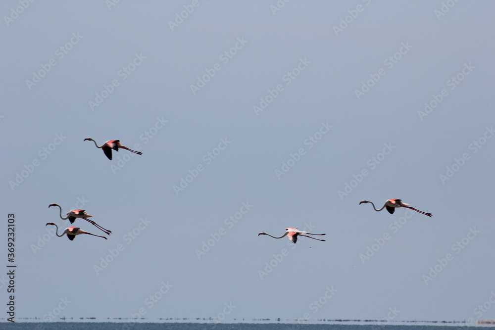 Fototapeta premium flamencos volando en el delta del ebro