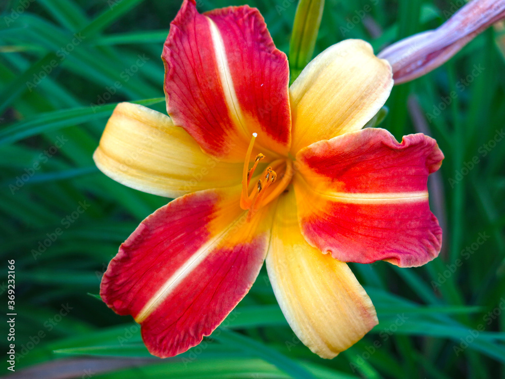 yellow-red Lily blooms in the garden in summer yellow-red Lily blooms in the garden in summer