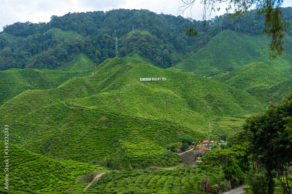 Tea plantations Cameron Valley. Green hills in the highlands of Malaysia. Tea production. Green bushes of young tea.
