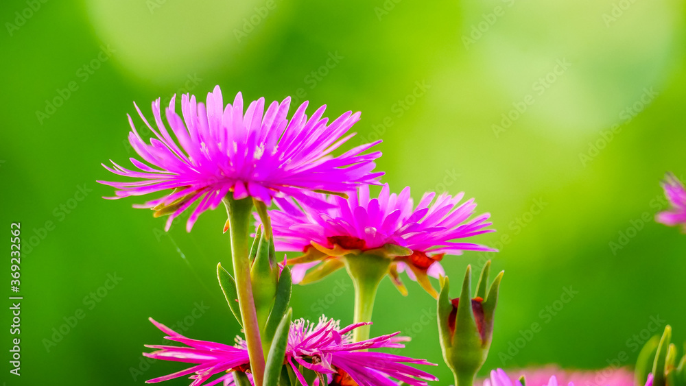 Obraz premium Flower