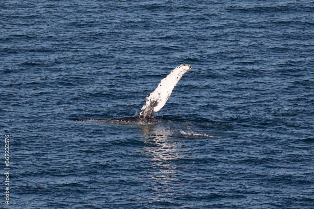 Fototapeta premium Humpback Whale waving it's pectoral fin, Loreto in Baja California, Mexico