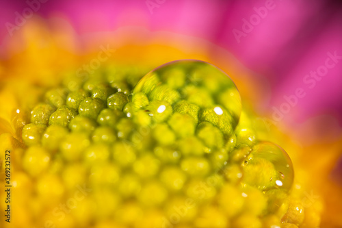 Vibrant macro photo of a purple and yellow flower. Texture floral background.