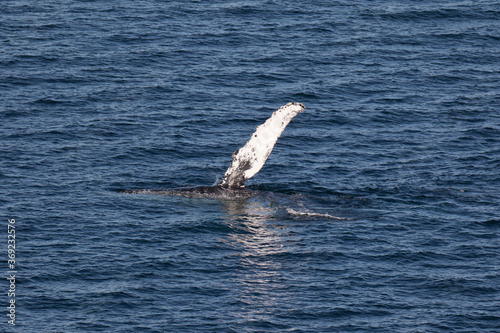 Humpback Whale waving it s pectoral fin  Loreto in Baja California  Mexico