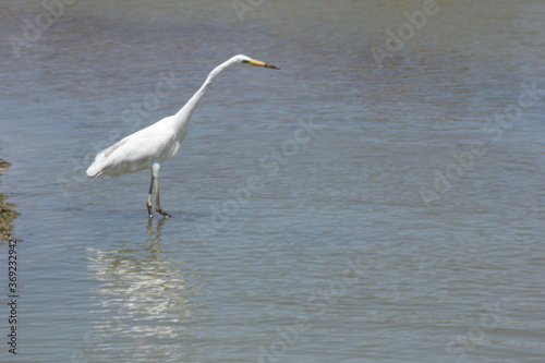 garza blanca con pico amarillo y negro