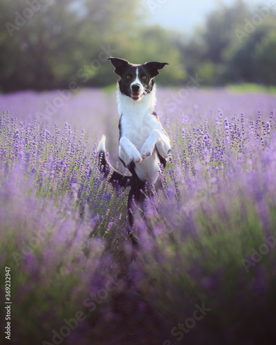 black and white border collie jumping in a purple lavender field