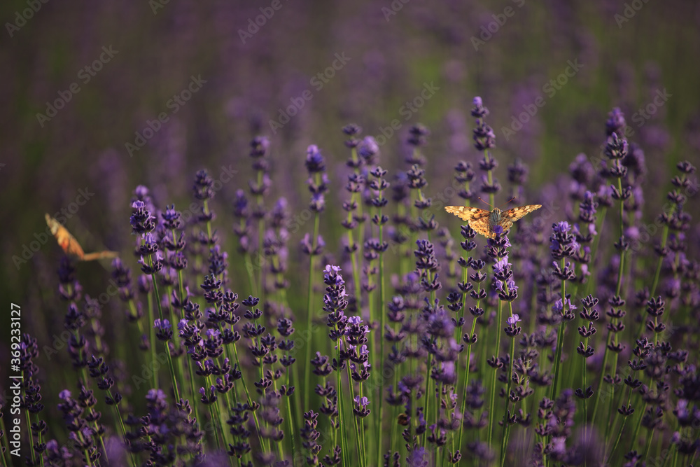 Obraz premium brown butterfly on purple lavender flowers at sunrise