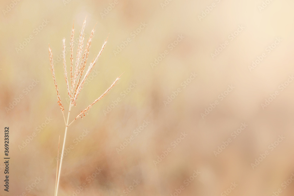 Fototapeta premium Wild autumn plant herbs in sunshine chocolate tone