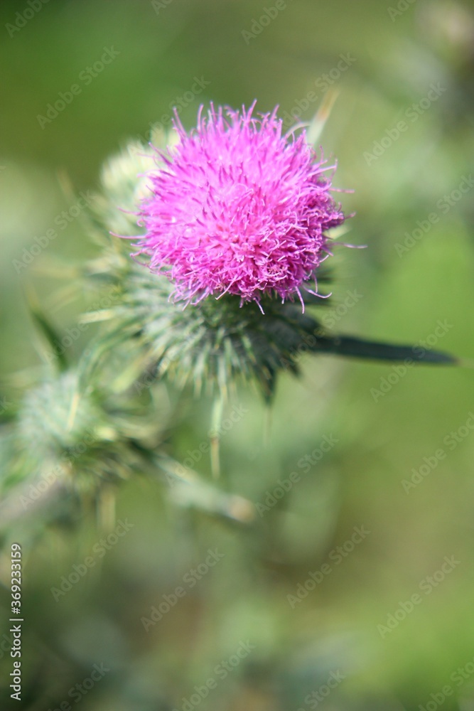 Blüte einer Kratzdistel im Sonnenlicht Blüte einer Kratzdistel im Sonnenlicht