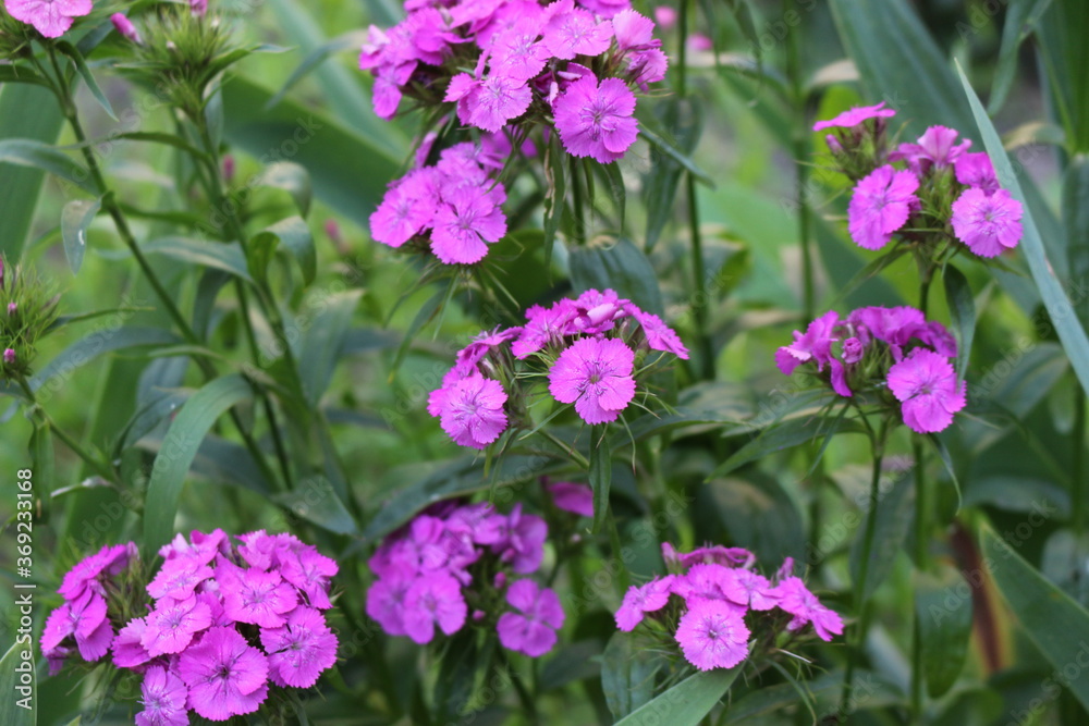 
Bright pink phlox blooms in the summer garden