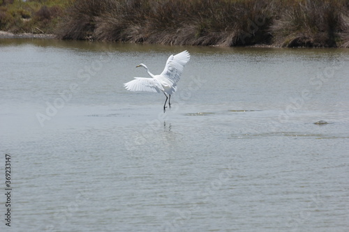 garza blanca con pico amarillo y negro