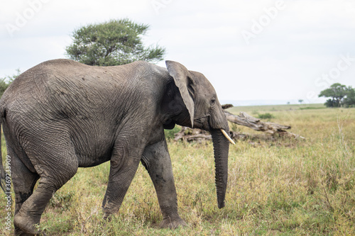 Elephant out in the field