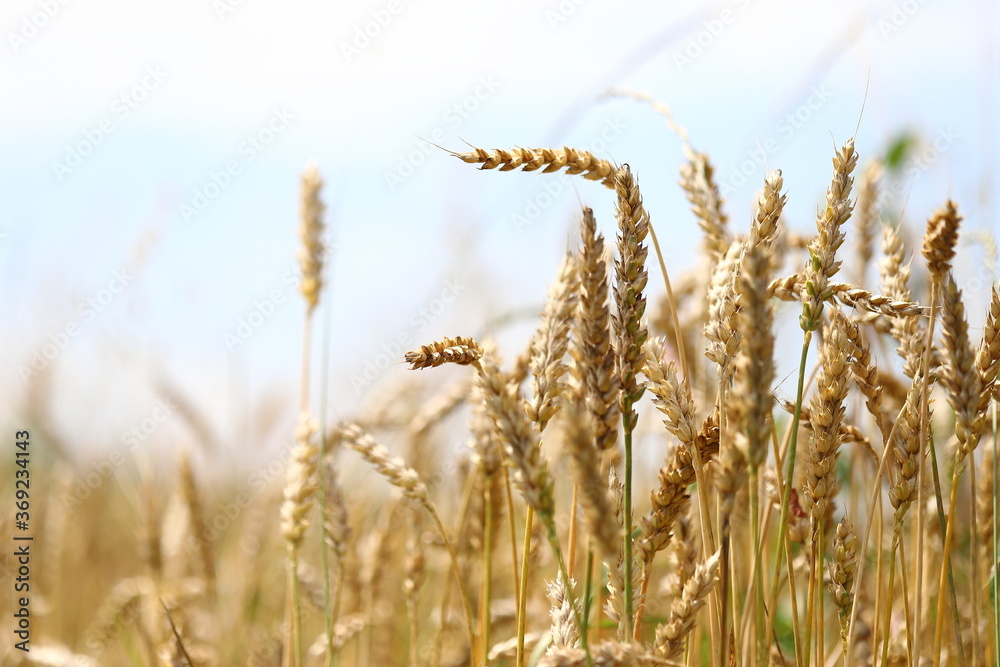 Fototapeta premium Wheat field, yellow ears of wheat, rye, barley and other cereals. Background of blue sky and western sun in a rural meadow. Wildflowers. The concept of a good harvest.