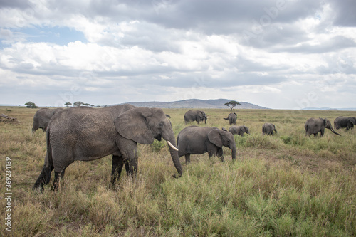herd of elephants