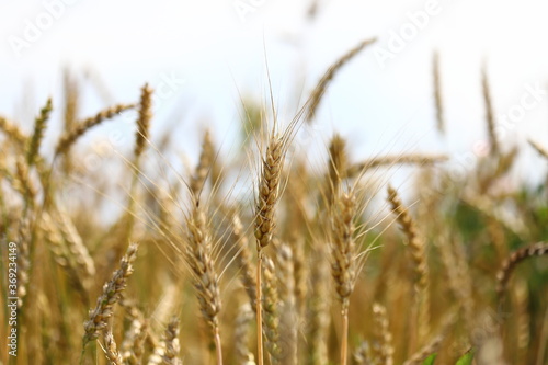 Wheat field, yellow ears of wheat, rye, barley and other cereals. Background of blue sky and western sun in a rural meadow. Wildflowers.
The concept of a good harvest.