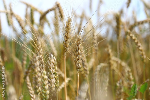 Wheat field, yellow ears of wheat, rye, barley and other cereals. Background of blue sky and western sun in a rural meadow. Wildflowers. The concept of a good harvest.