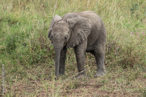Baby elephant in the grass
