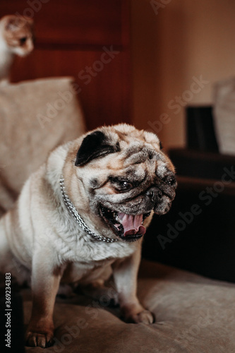 pug dog sitting on a chair at home and yawning, pet, family and animals © Olga