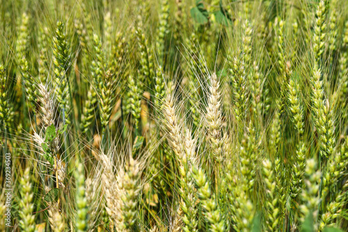 Wheat field  yellow ears of wheat  rye  barley and other cereals. Background of blue sky and western sun in a rural meadow. Wildflowers. The concept of a good harvest.