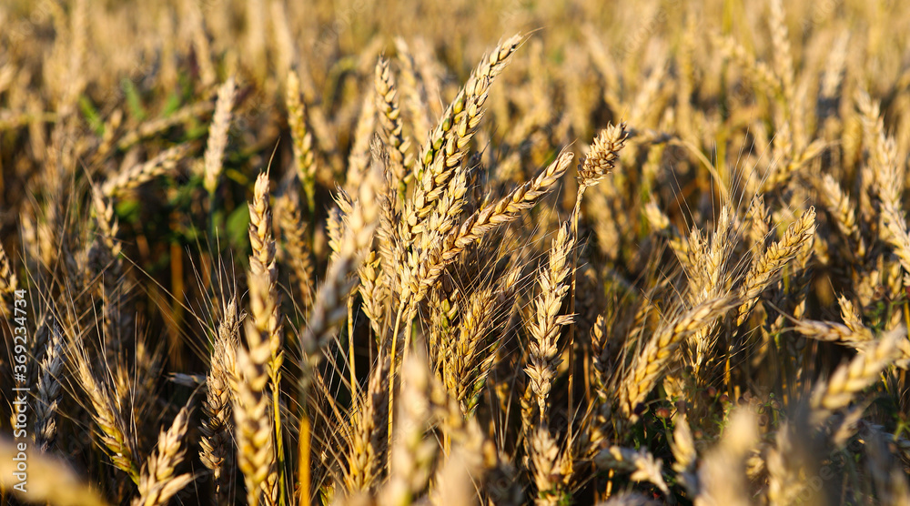 Fototapeta premium Wheat field, yellow ears of wheat, rye, barley and other cereals. Background of blue sky and western sun in a rural meadow. Wildflowers. The concept of a good harvest.