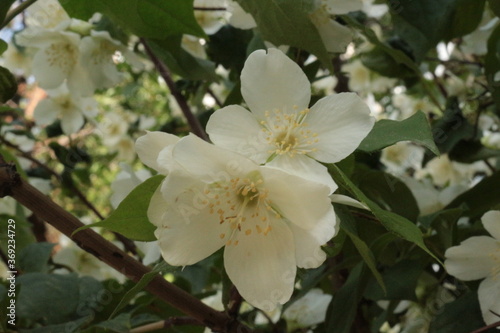 Fototapeta Naklejka Na Ścianę i Meble -  
Delicate white flowers bloom on the jasmine bush