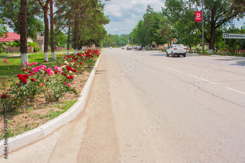 Sovetov street in the city of Abinsk Krasnodar territory is traditionally decorated with roses on the side of the roadway photo
