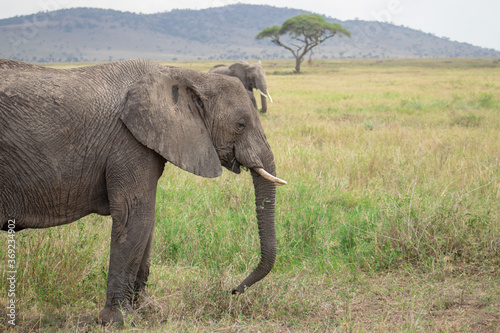 The elephant in the field