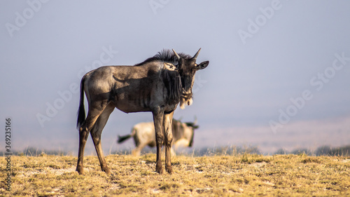 wildebeest in the savannah