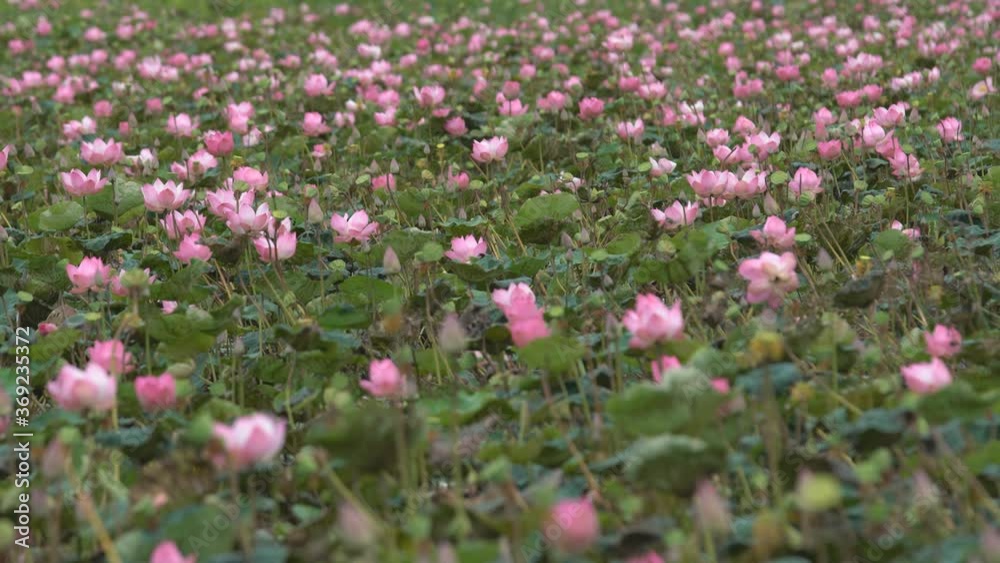 Beautiful pink lotus flowers blooming in pond background Beautiful pink lotus flowers blooming in pond background