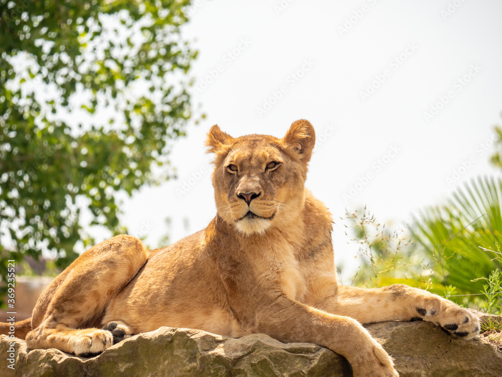 Naklejka premium Lioness resting on a rock