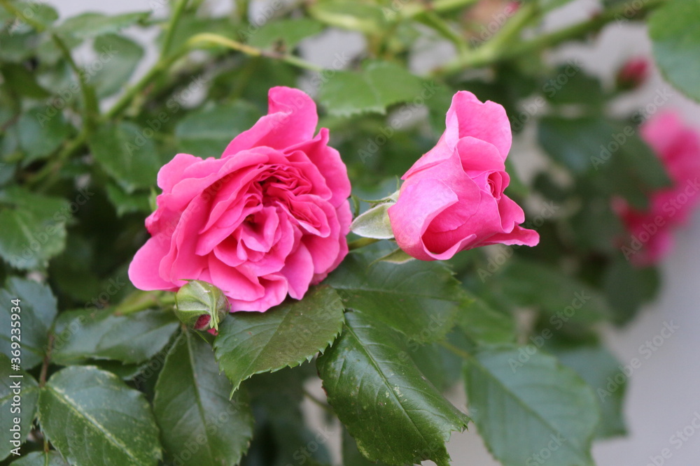 Bright pink flowers blooming on a rose bush in the summer garden. Bright pink flowers blooming on a rose bush in the summer garden.