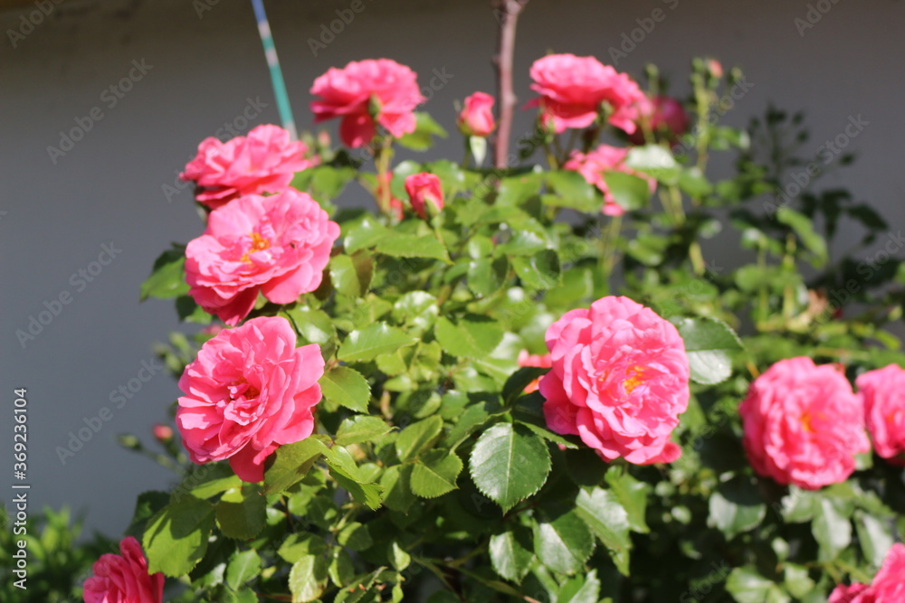 Bright pink flowers blooming on a rose bush in the summer garden. 