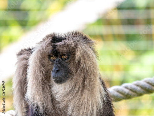 Close-up on a monkey - animal portrait