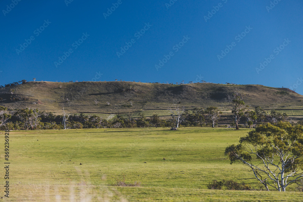 beautiful countryside landscape in Tasmania with green hills and gum trees