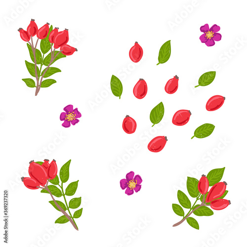 Rose hip hand drawn vector illustration set. Rosehip berry collection. Dog rose berry  branch  flower  leaf design template