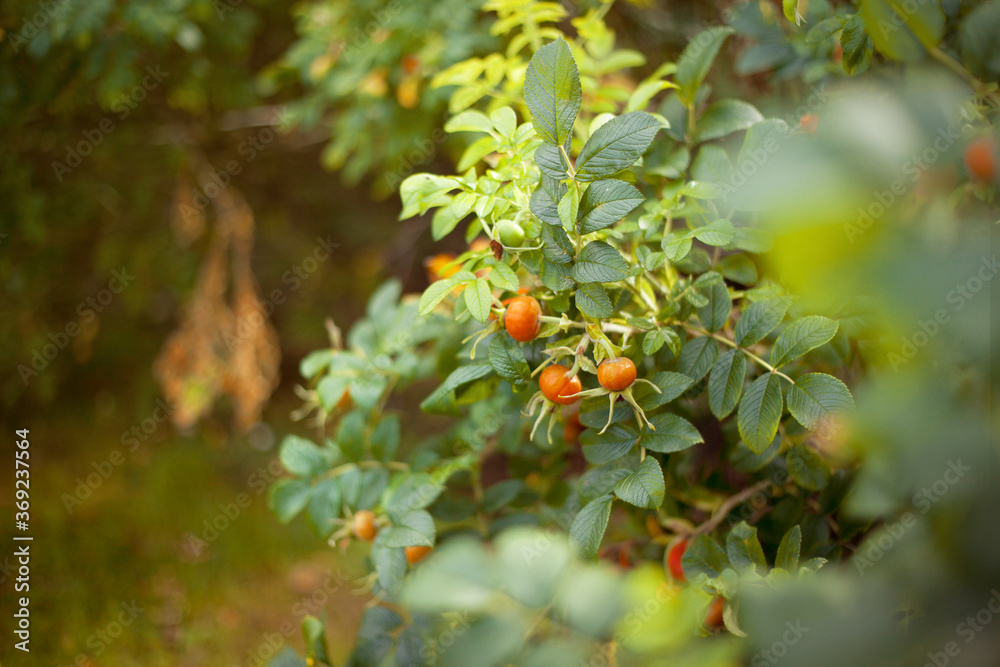 Rose hips on the bush against forest background