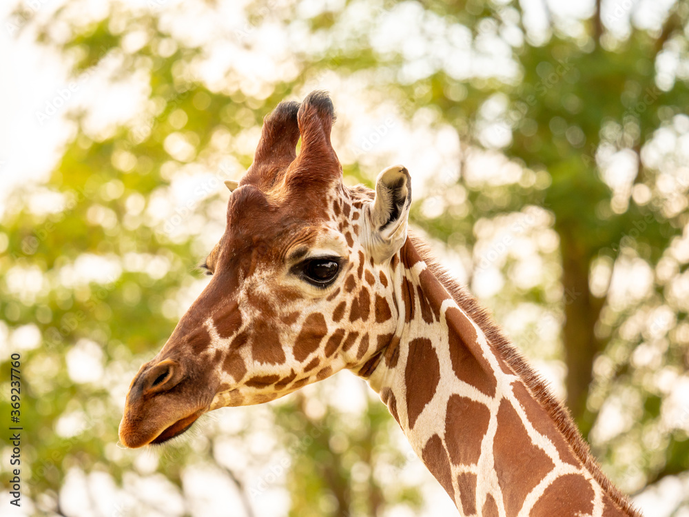 Close-up portrait of a giraffe on a blurred plant background Close-up portrait of a giraffe on a blurred plant background
