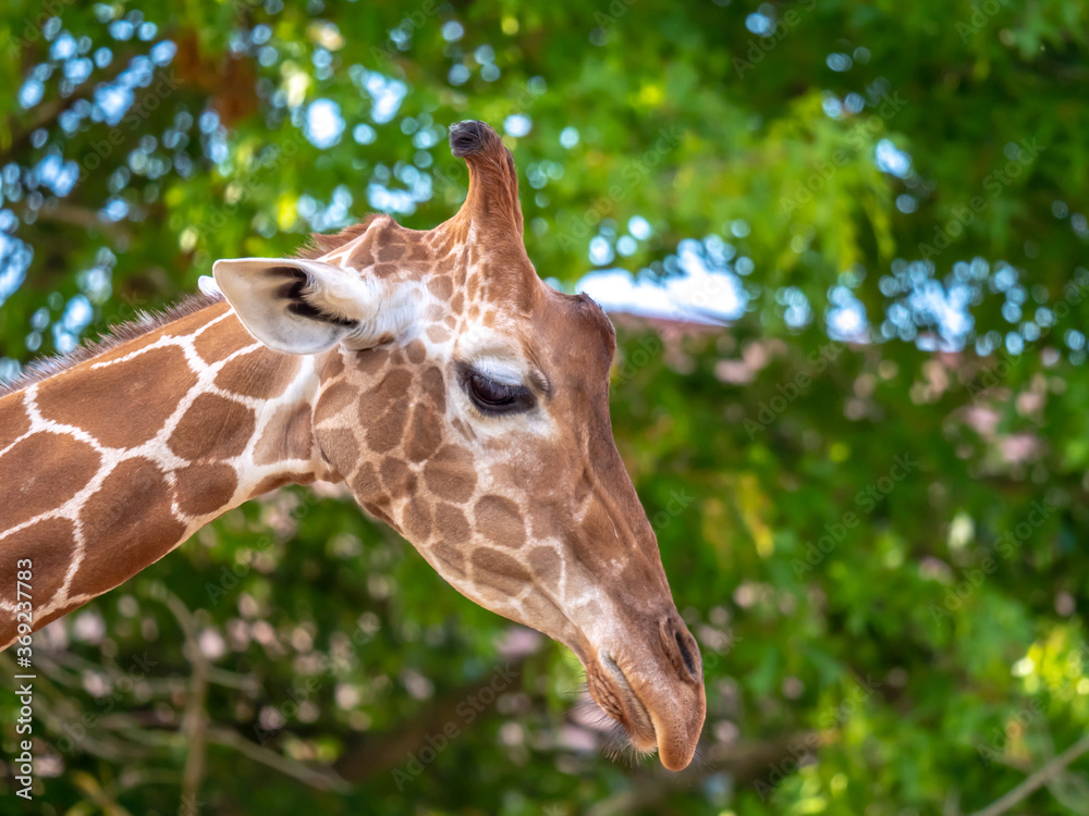 Close-up portrait of a giraffe on a blurred plant background Close-up portrait of a giraffe on a blurred plant background