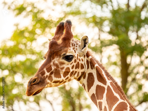 Close-up portrait of a giraffe on a blurred plant background