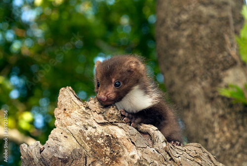 juvenile Beech marten / Steinmarder-Jungtier (Martes foina)  photo