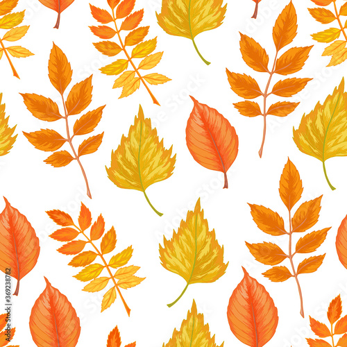 Vector autumn leaves seamless pattern on white background. Rowan, Birch, Ash
