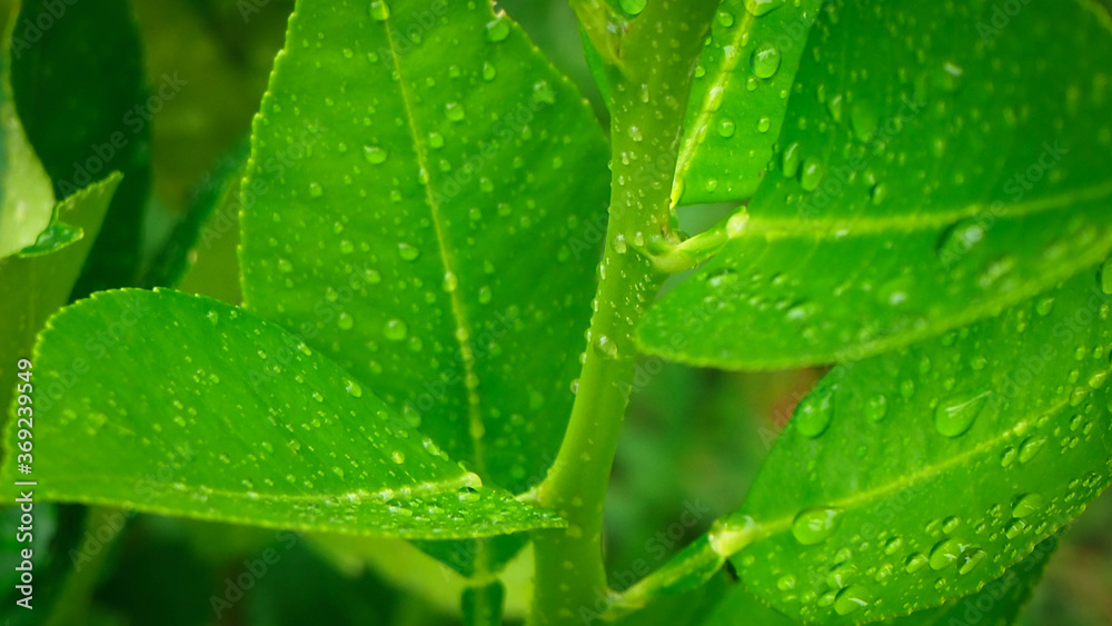 Abstract nature background, lemon green leaf with water drop in selective focus. Abstract nature background, lemon green leaf with water drop in selective focus.