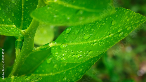 Abstract nature background, lemon green leaf with water drop in selective focus.