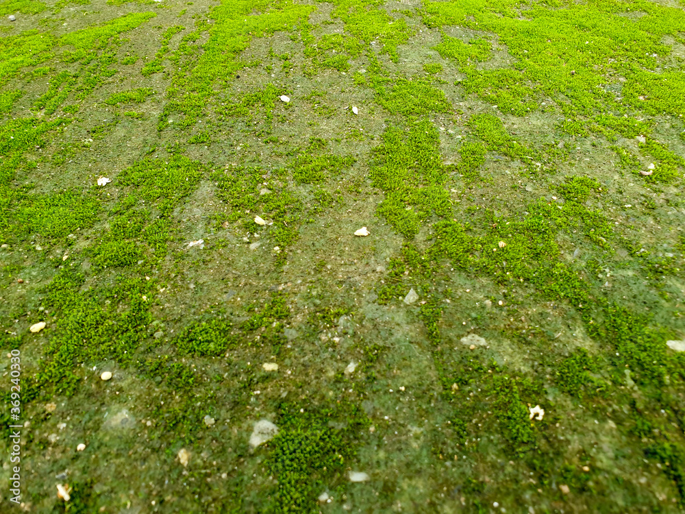 Φωτογραφία A close up image of green moss on concrete floor