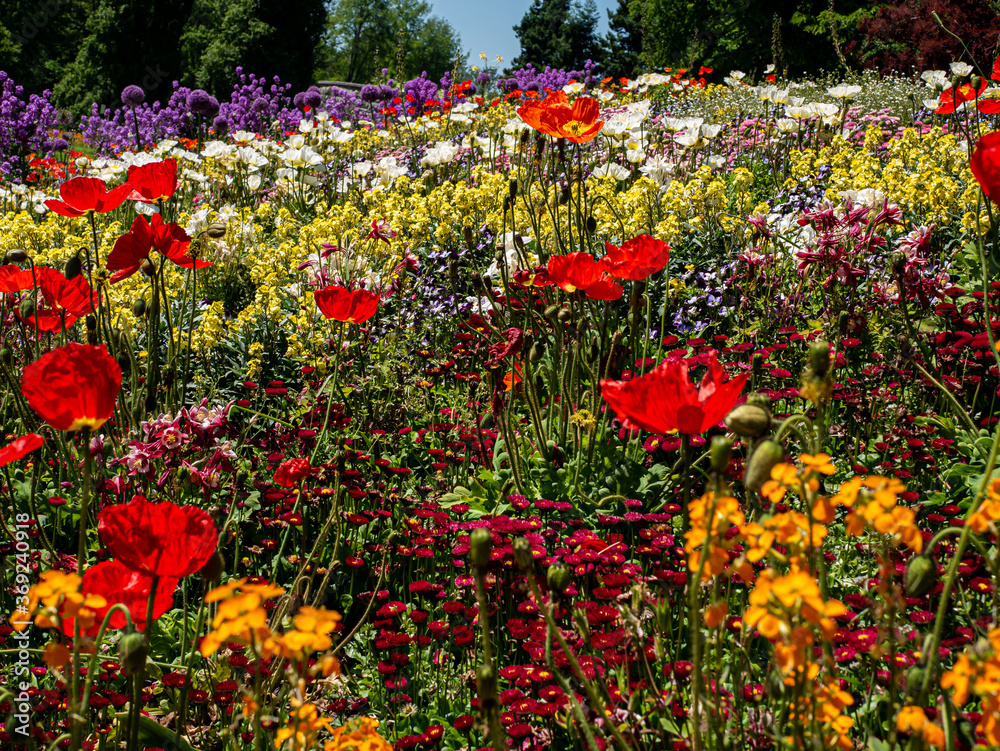 wildly arranged flower meadow with great colors