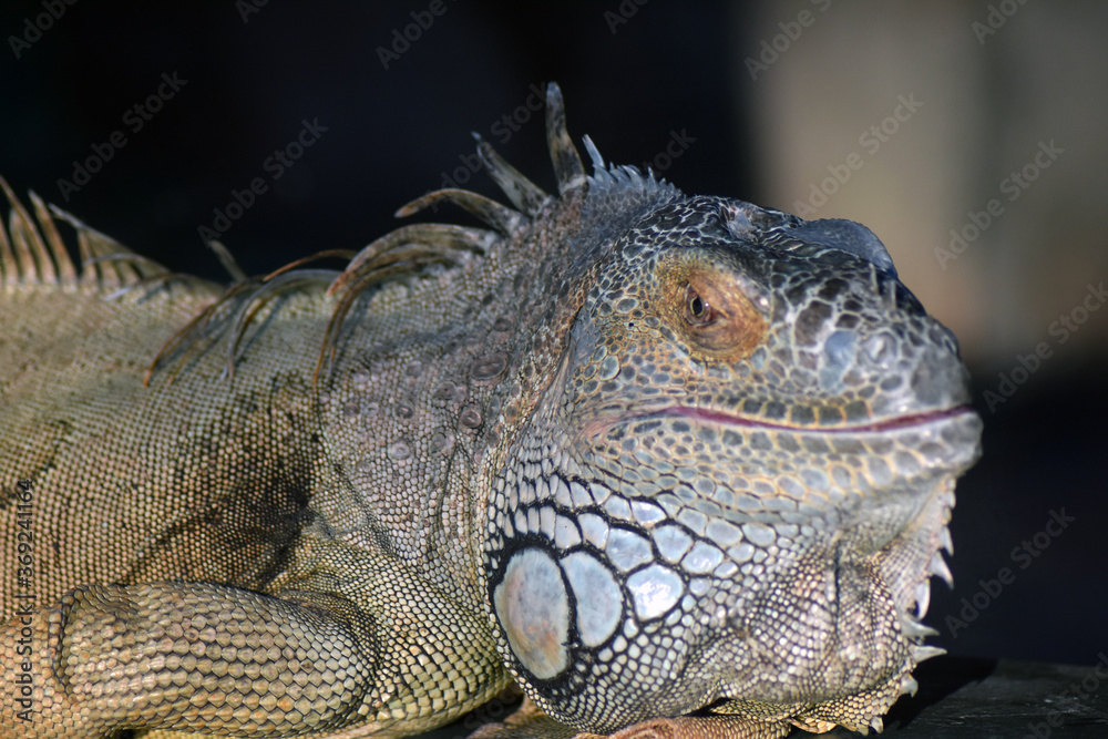 Obraz premium Iguana on a branch