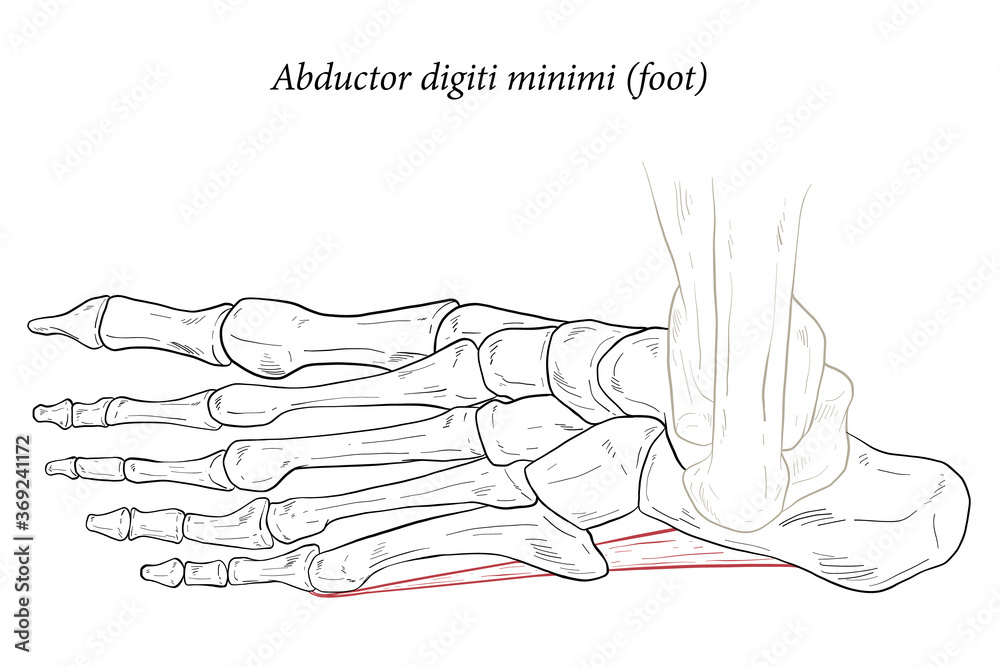 Abductor digiti minimi muscle of foot. Abductor digiti minimi muscle of foot.