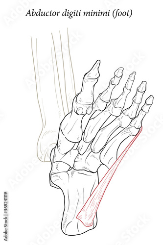 Abductor digiti minimi muscle of foot.