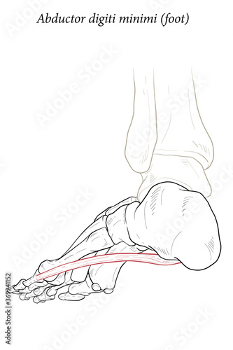 Abductor digiti minimi muscle of foot.