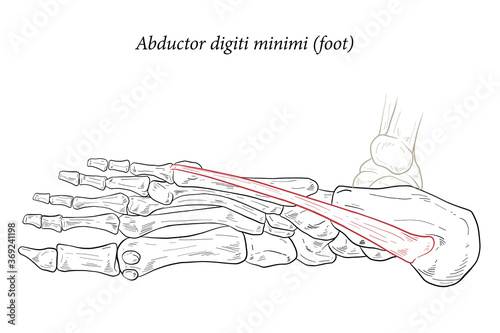 Abductor digiti minimi muscle of foot.