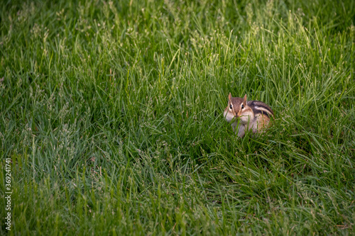 Chipmunk searching for food in long grass in northern Minnesota USA